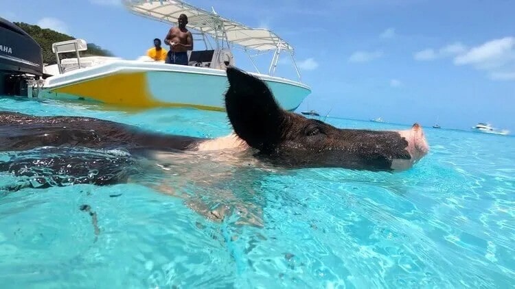 Cochon nageant dans les eaux cristallines des îles Exumas, Bahamas.