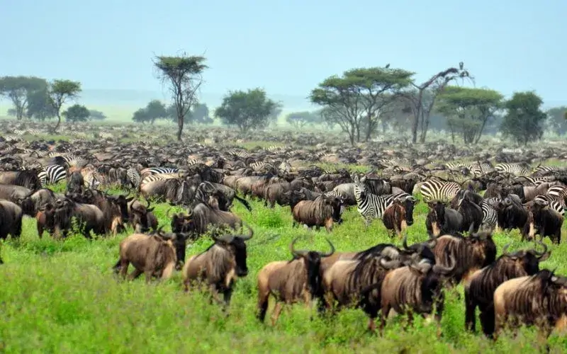 Scène de la Grande Migration dans le parc national du Serengeti, Tanzanie, une expérience incontournable du Top 5 des lieux à voir avant de mourir.