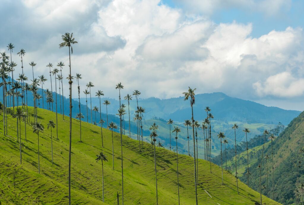 Palmier de Cire dans la Vallée de Cocora