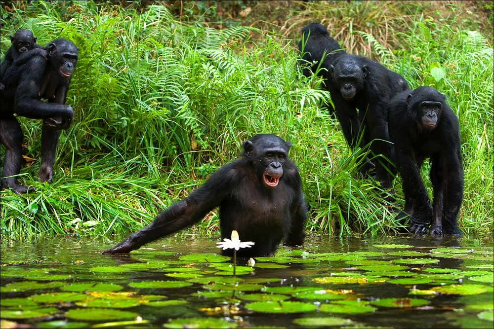 Un groupe de bonobos dans leur habitat naturel, au bord de l'eau entourée de plantes aquatiques