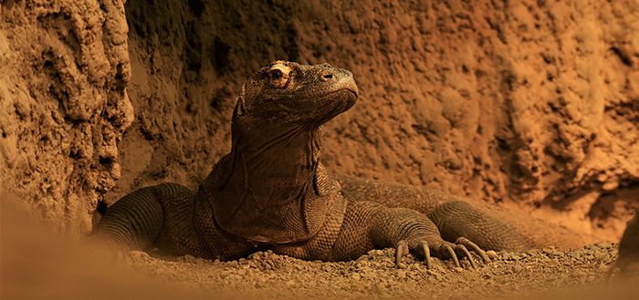 Komodo-dragon---île-de-Komodo