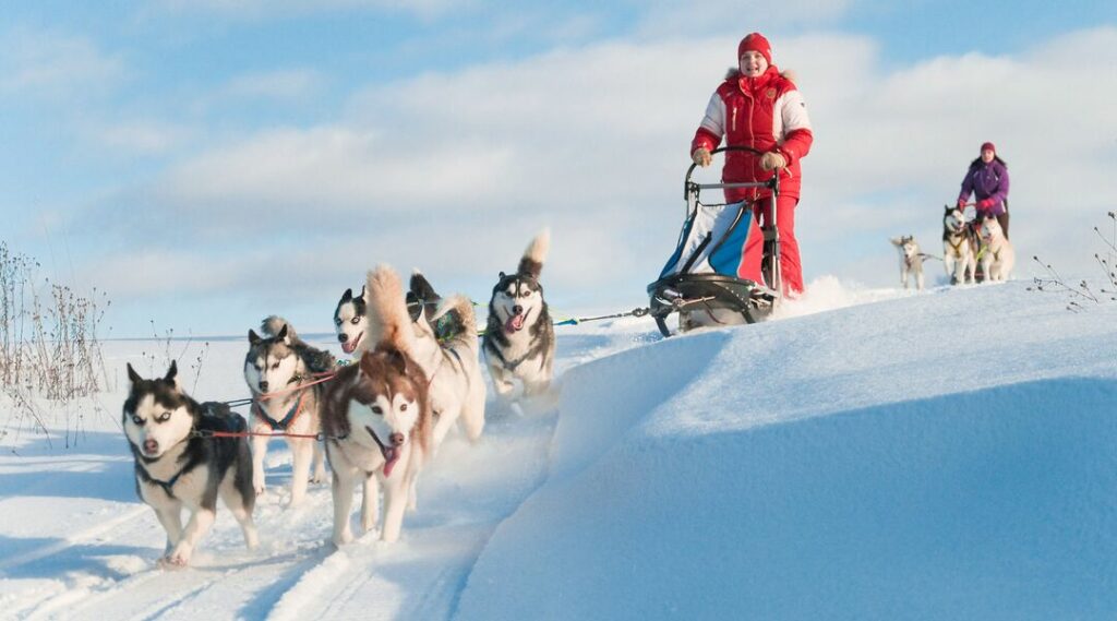 activité chiens traineau