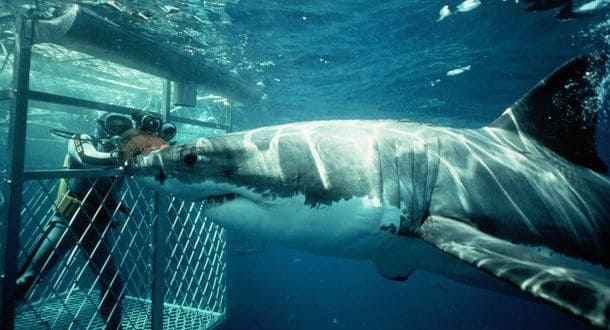 nager avec les requins dans une cage en Afrique du Sud est une expérience insolite à vivre
