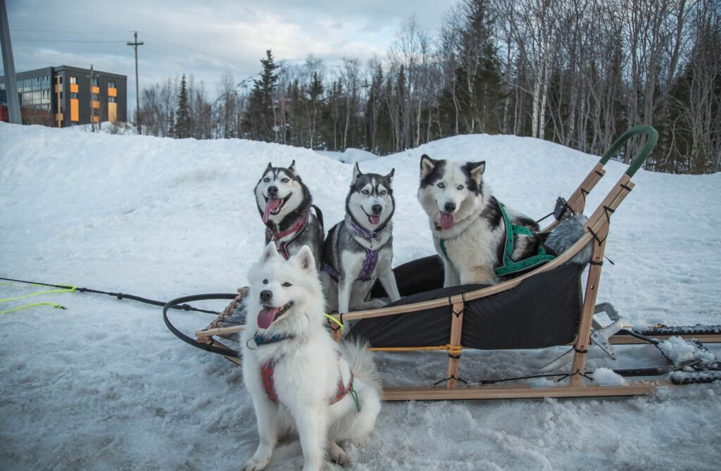 activité de balade en chiens de traineau 